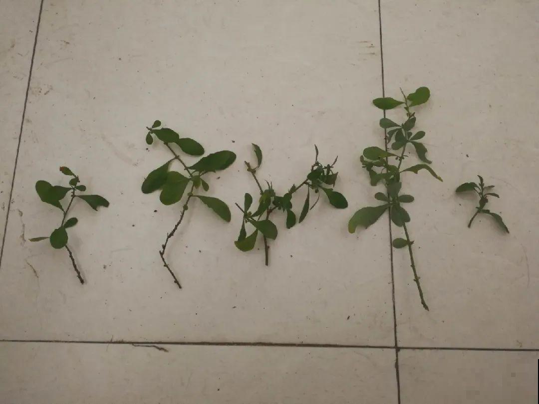 10种花,现在赶紧扦插,随便插土里就能活 10种花,现在赶紧扦插,随便插土里就能活