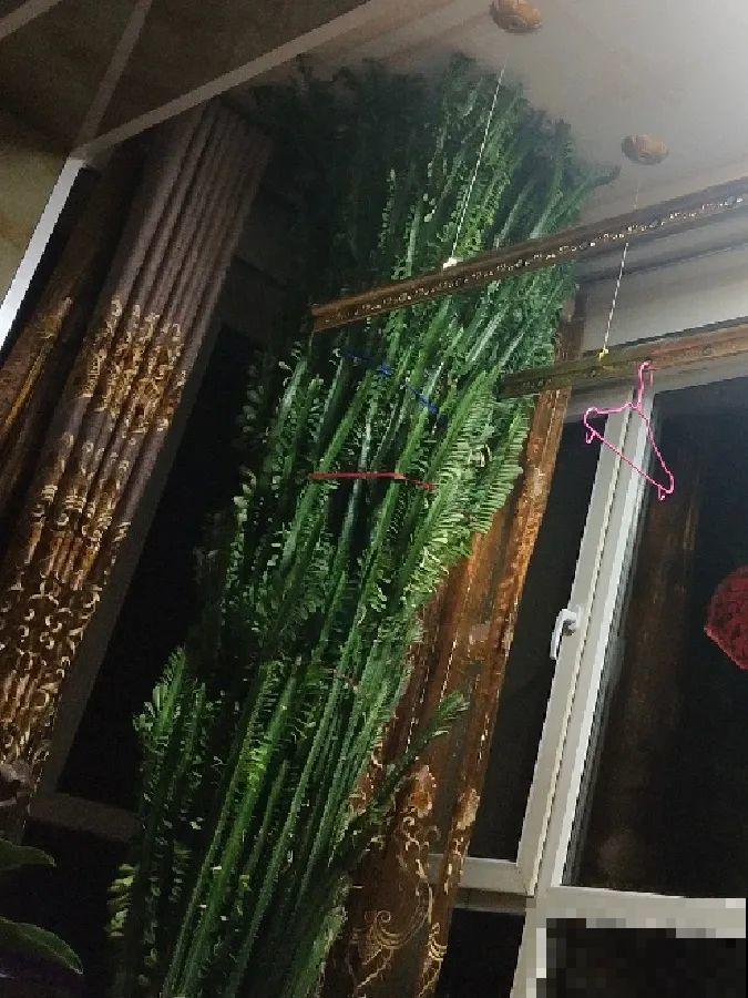8种镇宅花,窗户边养一棵,霸气又镇宅 8种镇宅花,窗户边养一棵,霸气又镇宅