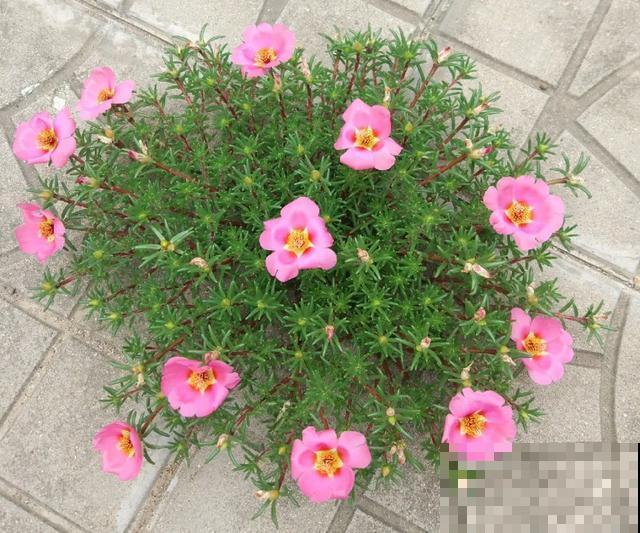 真正的花坚强,墙缝、地缝都能长,开花特别旺! 真正的花坚强,墙缝、地缝都能长,开花特别旺!