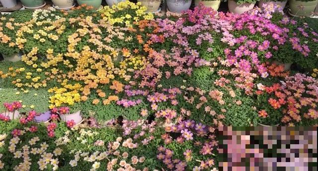 想要花园，现在就建，别等有钱！
