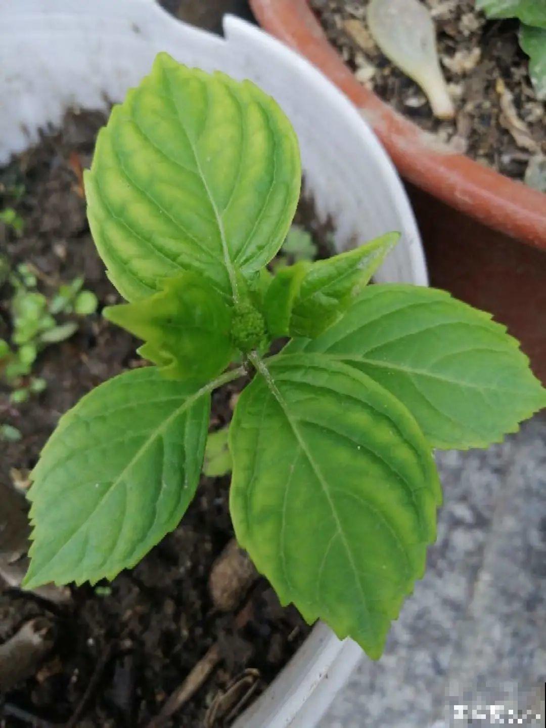 磷酸二氢钾是好东西,花黄叶掉苞,喷一喷立马变好 磷酸二氢钾是好东西,花黄叶掉苞,喷一喷立马变好