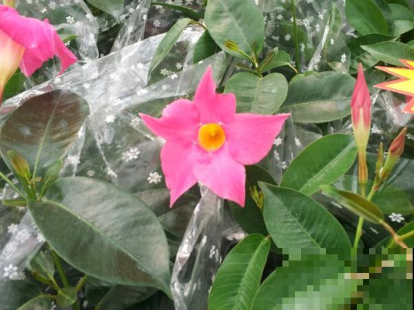 这花一开就是大半年，枝条沾土就活，种阳台长成花帘子！