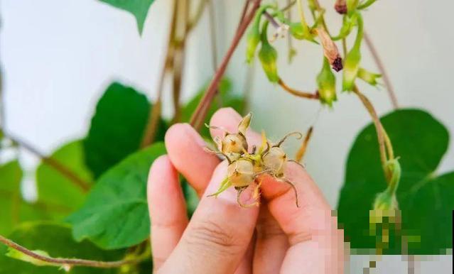 长势超快的9种花,5天爆盆,7天开花,超有成就感! 长势超快的9种花,5天爆盆,7天开花,超有成就感!