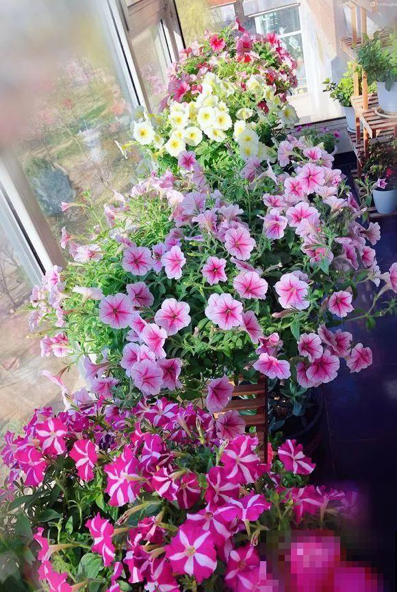 这花被称为“花坛皇后”，长势极快、花量超多，从春一直开到秋！