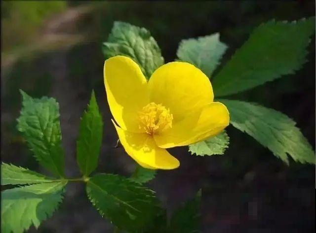 听起来吓人的花,超有特点,你敢养吗 听起来吓人的花,超有特点,你敢养吗