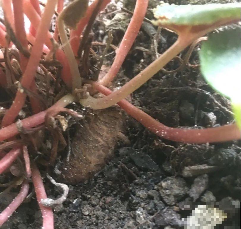 18种难养的花，把握一个点，就能起死回生！