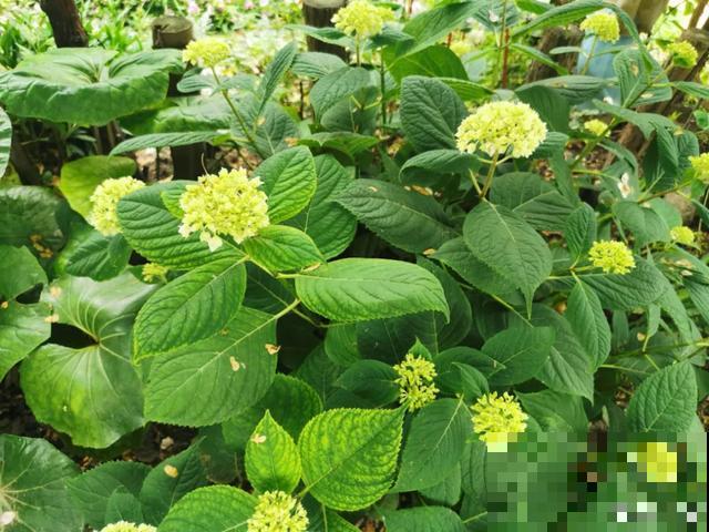 夏天花会休眠,别施肥,否则都毒死了 夏天花会休眠,别施肥,否则都毒死了