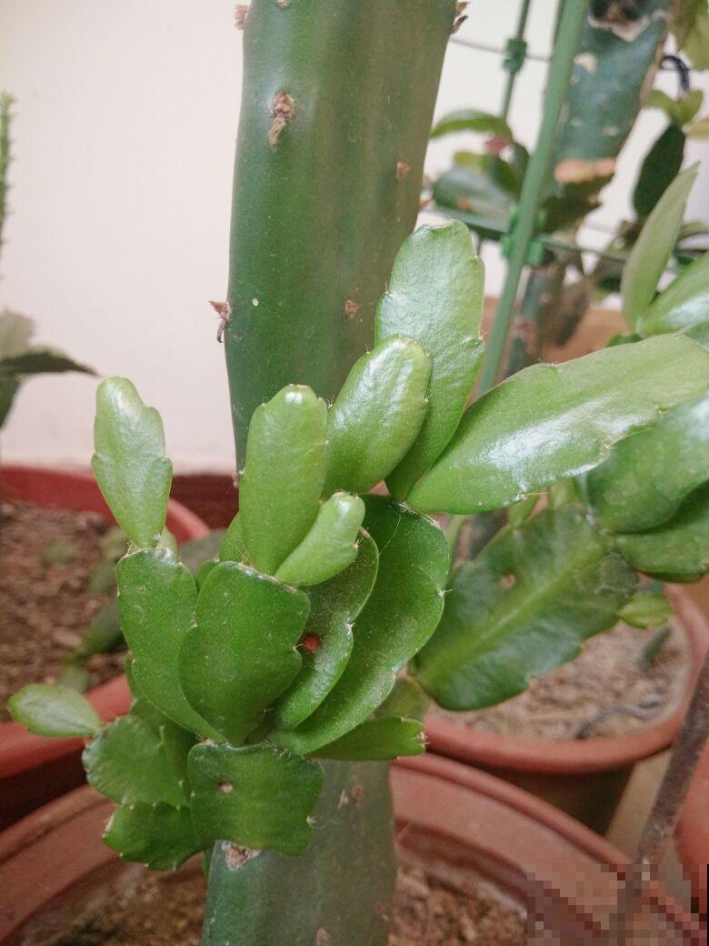 蟹爪兰总是烂根，不如让它和仙人掌合体，生命力旺好几倍！