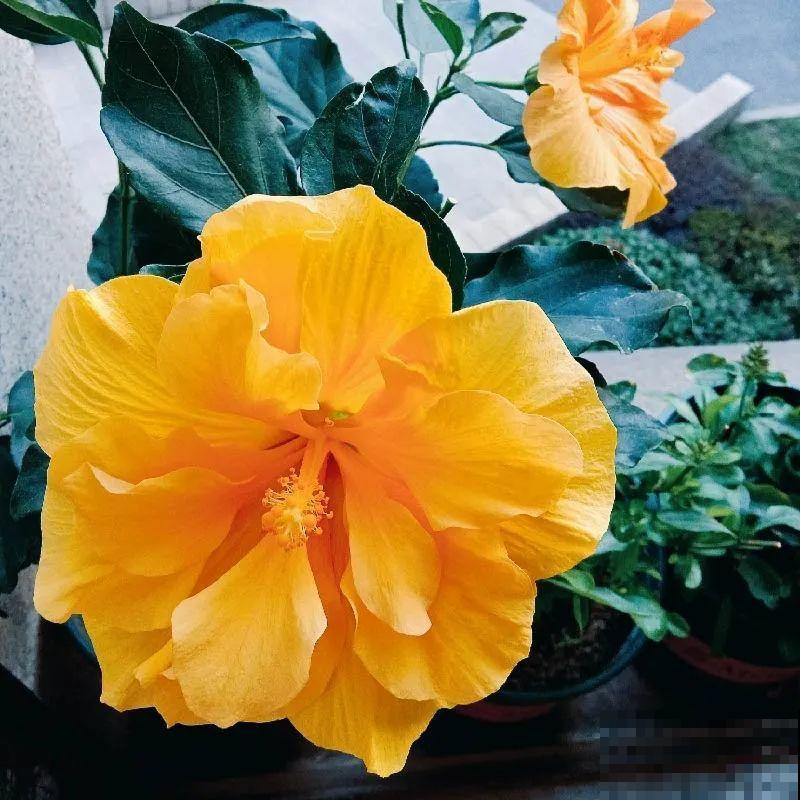 夏天养盆朱槿花,全年都开花,一朵花比脸还大 夏天养盆朱槿花,全年都开花,一朵花比脸还大