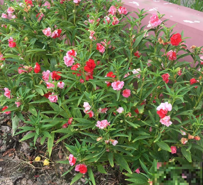 二十四节气,24种花,送给大家一起欣赏! 二十四节气,24种花,送给大家一起欣赏!