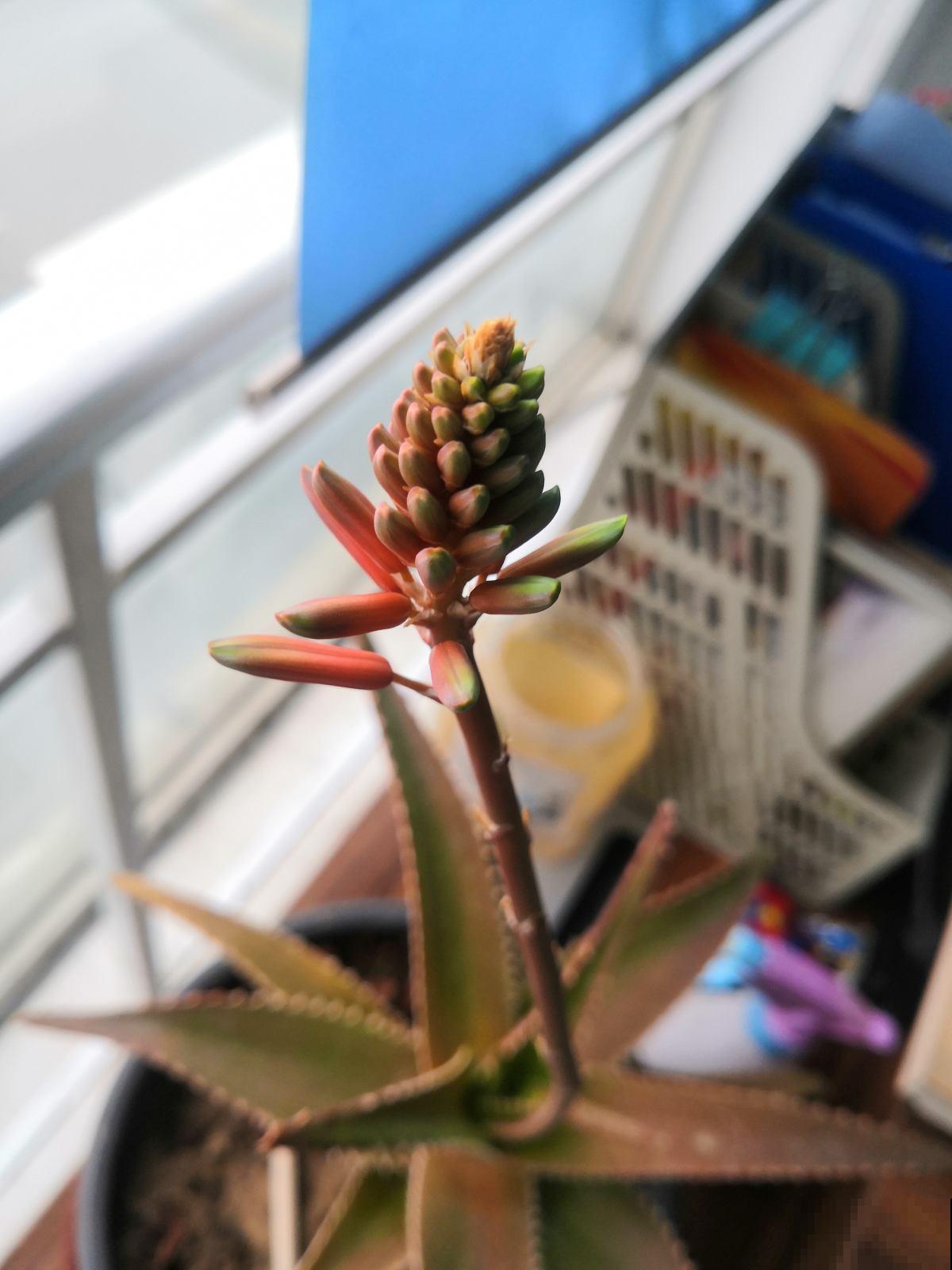 养了10年的幸福树，开花了，太神奇了！