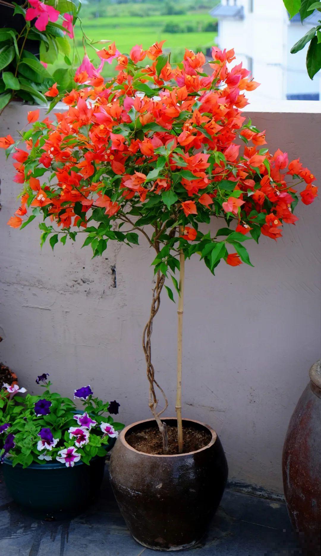 咸菜坛子先别丢,拿来养花,盆盆养成小树,太震撼 咸菜坛子先别丢,拿来养花,盆盆养成小树,太震撼