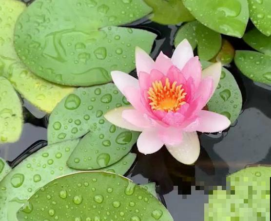 这几种花“爱睡觉”,一朵花只能开一天,早上开了晚上睡! 这几种花“爱睡觉”,一朵花只能开一天,早上开了晚上睡!