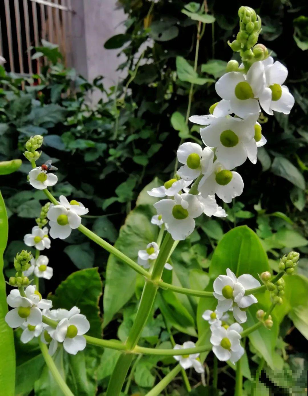 10种花，有气质、特清新，最适合房间里养！