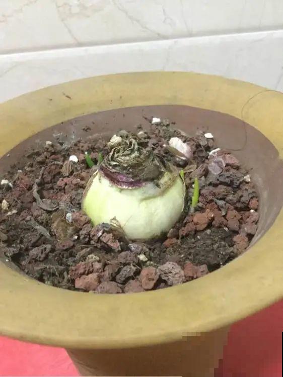 7种花会伪装，夏天会假死，好好养护秋天还能活