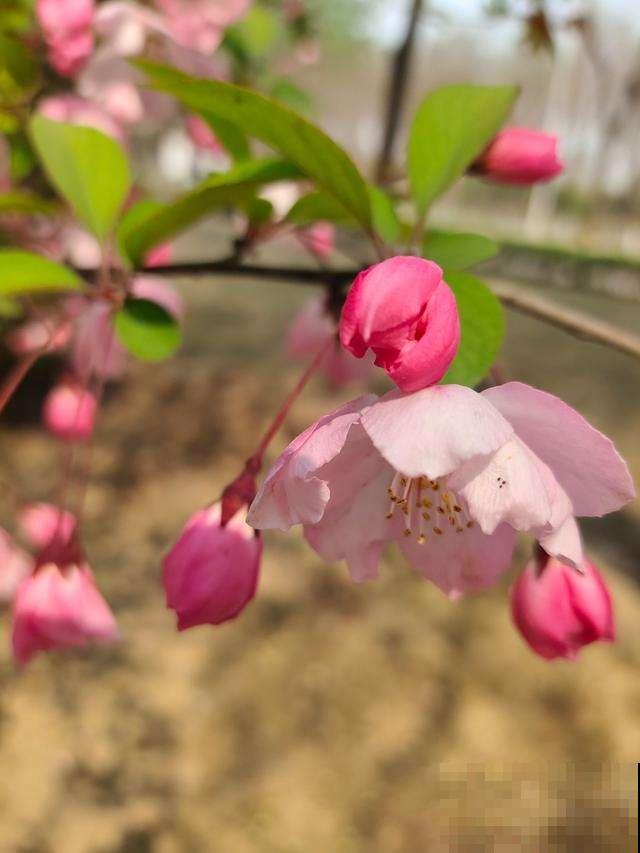 8种花，古代人最爱养，吉祥富贵招好运！