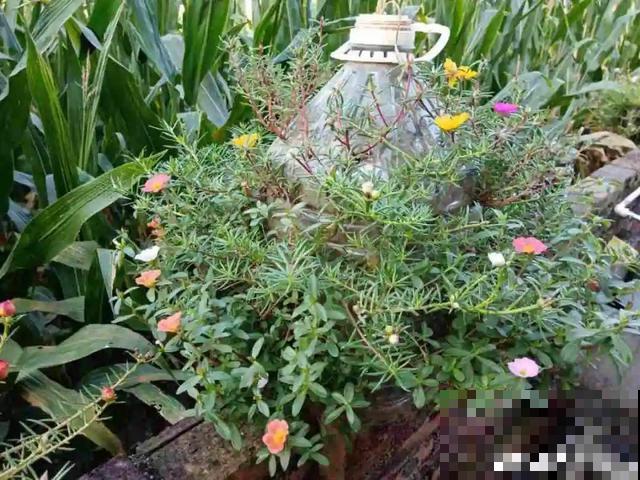 塑料瓶、油桶，养花做造型，真是绝了！