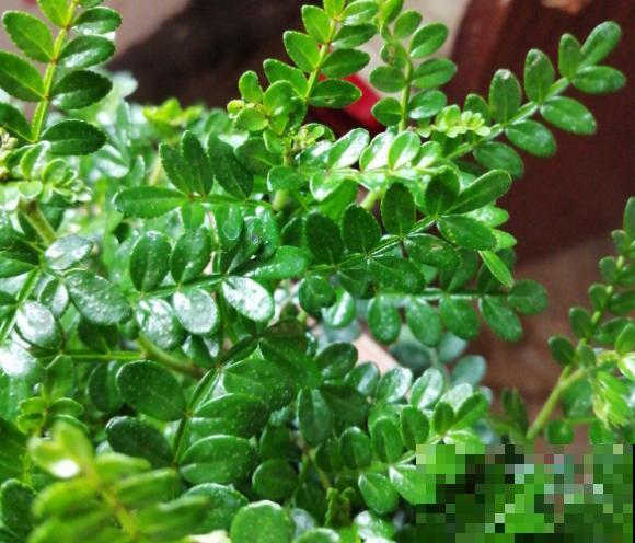 3种香水植物，夏天摆窗台，驱蚊效果好！