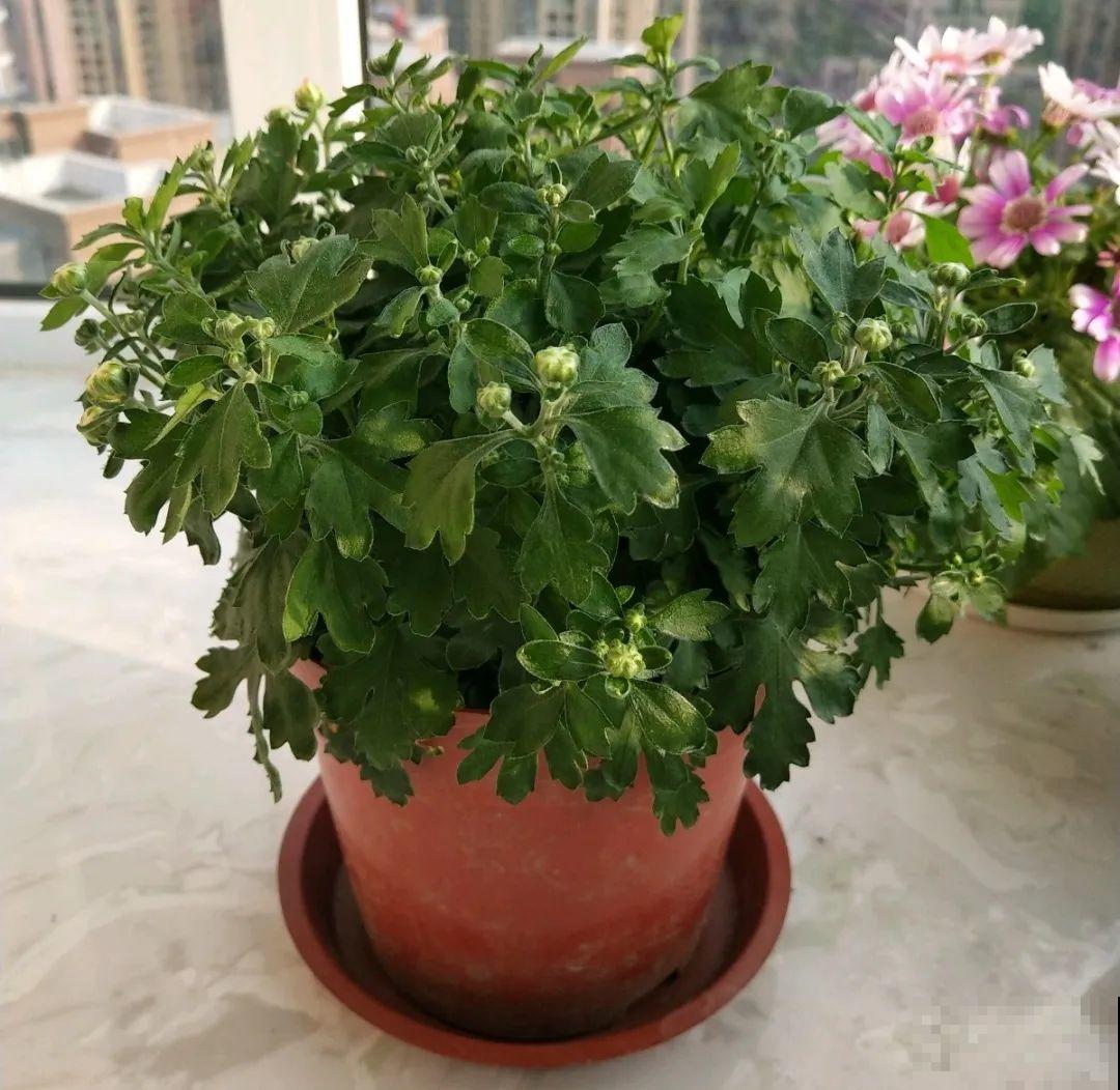 8种花，5月要赶紧修剪，剪完了还能窜新芽