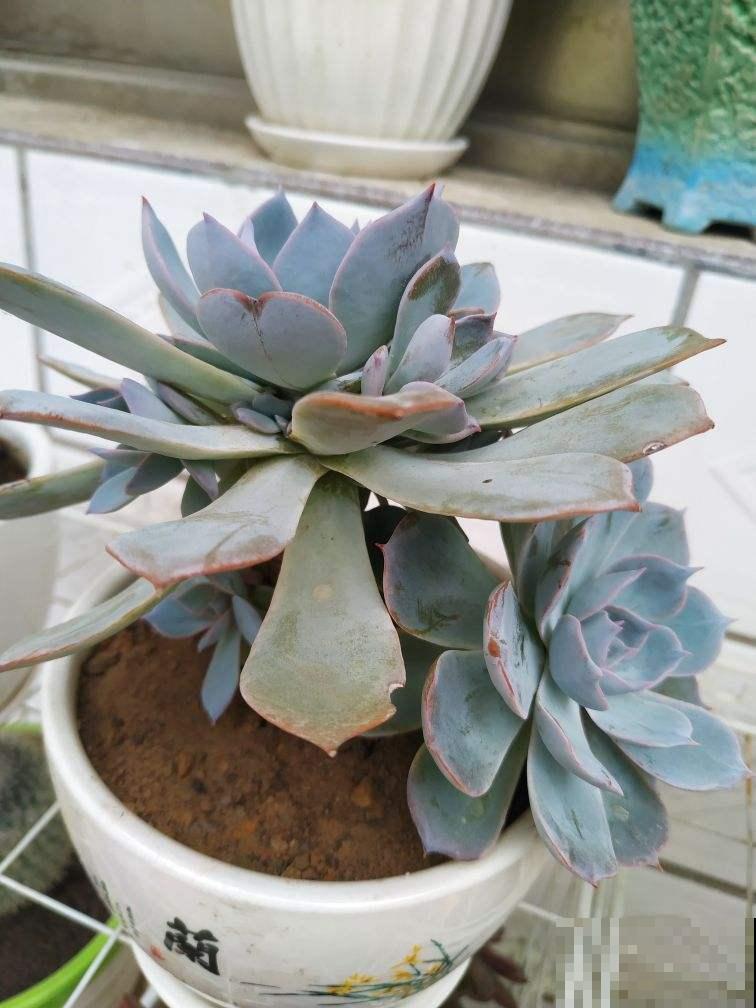 多肉夏天易出问题,注意这几点,安心度夏无压力 多肉夏天易出问题,注意这几点,安心度夏无压力