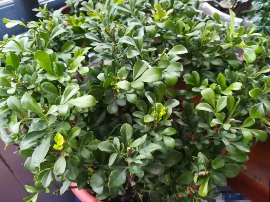 8种花，5月要赶紧修剪，剪完了还能窜新芽