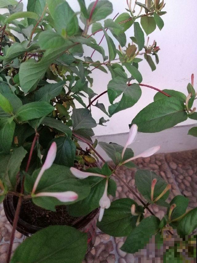 摘点槐花吃算什么，真厉害的都开始扦插槐树了，超简单！