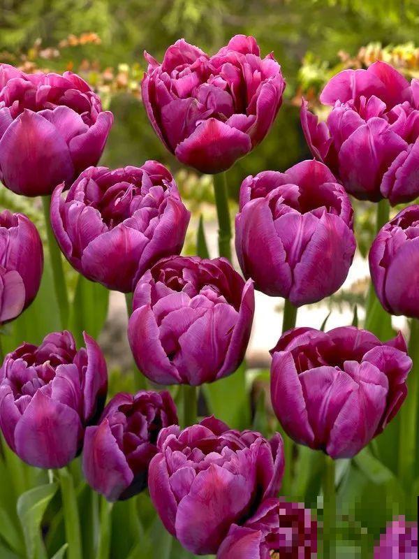 白胖的“大蒜”埋土里,1个月就开花,香味清新淡雅有格调! 白胖的“大蒜”埋土里,1个月就开花,香味清新淡雅有格调!