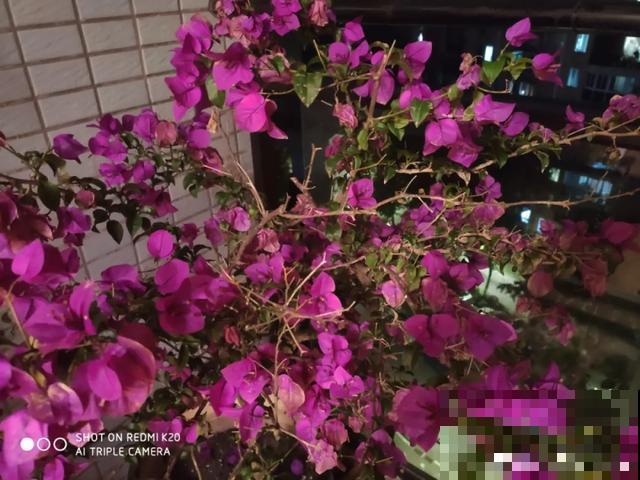 花出现黄叶打蔫，千万别扔，还能救回来！