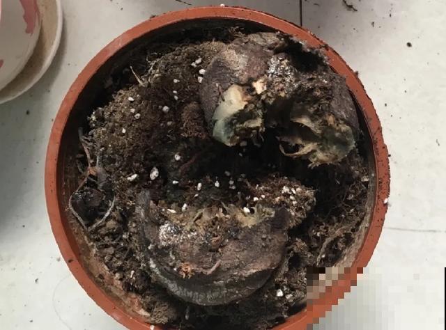 夏天潮湿闷热，一不小心花就烂根，看准时机砍掉，照样长出新叶子