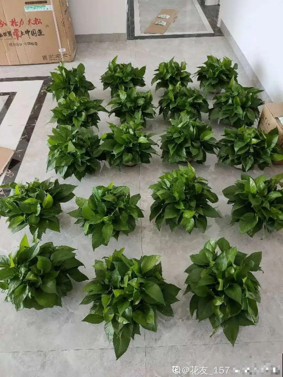 绿萝入夏就疯长，一个月不见，爬得满墙都是！