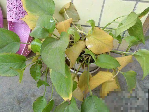 天热黄叶，原因都在这儿，一看就明白！