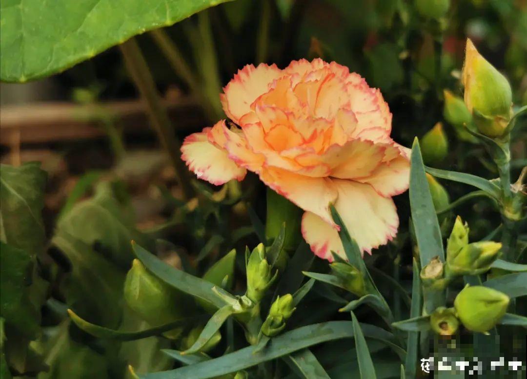 20种花,夏天要休眠,一浇水就死! 20种花,夏天要休眠,一浇水就死!