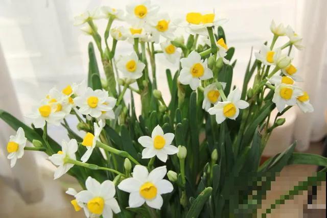 30首与花有关的老歌，满满的回忆，每一首都很经典！