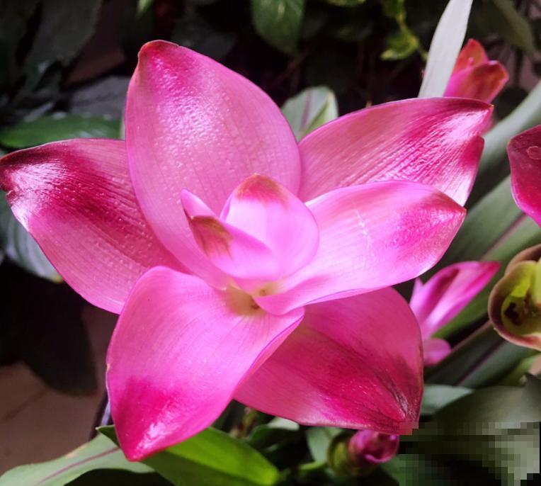 这3种花，一听名字就不想养，结果开花惊艳众人！