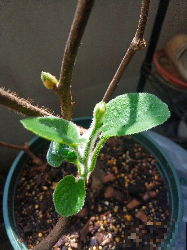 荔枝核扔水里泡3天，种到土里7天长叶，越热越长个