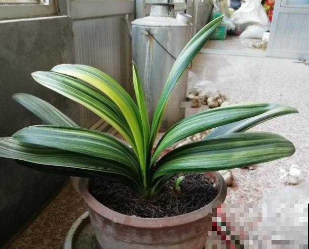 花养得好,别嘚瑟,小心被伸手党给薅走了! 花养得好,别嘚瑟,小心被伸手党给薅走了!