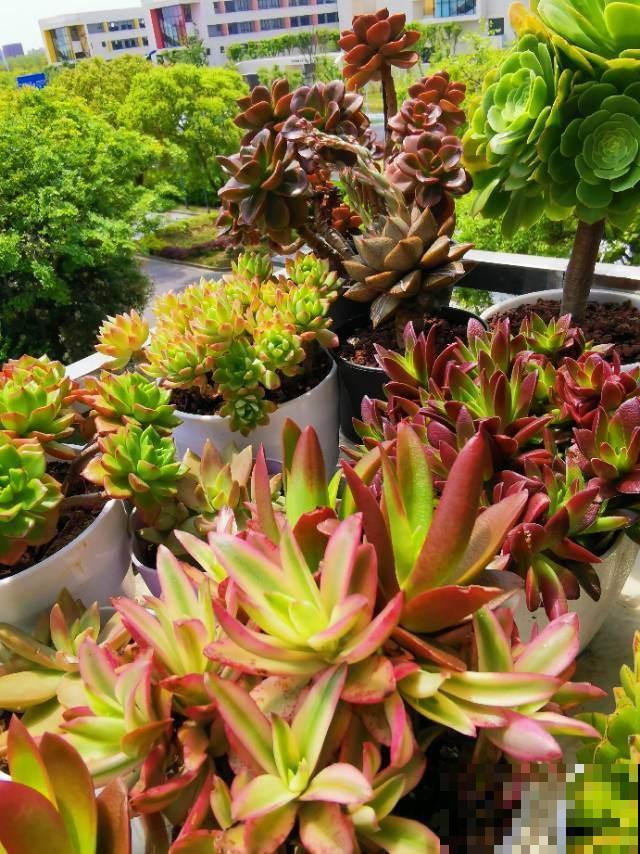 养花晒太阳很重要,关于晒太阳的误区,你中了哪几个? 养花晒太阳很重要,关于晒太阳的误区,你中了哪几个?