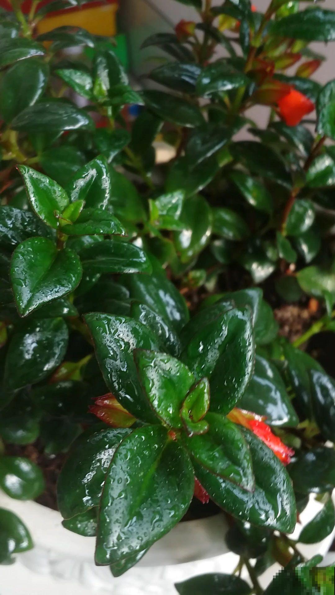 老祖宗留下的养花谚语,句句都是精华,太实用了! 老祖宗留下的养花谚语,句句都是精华,太实用了!