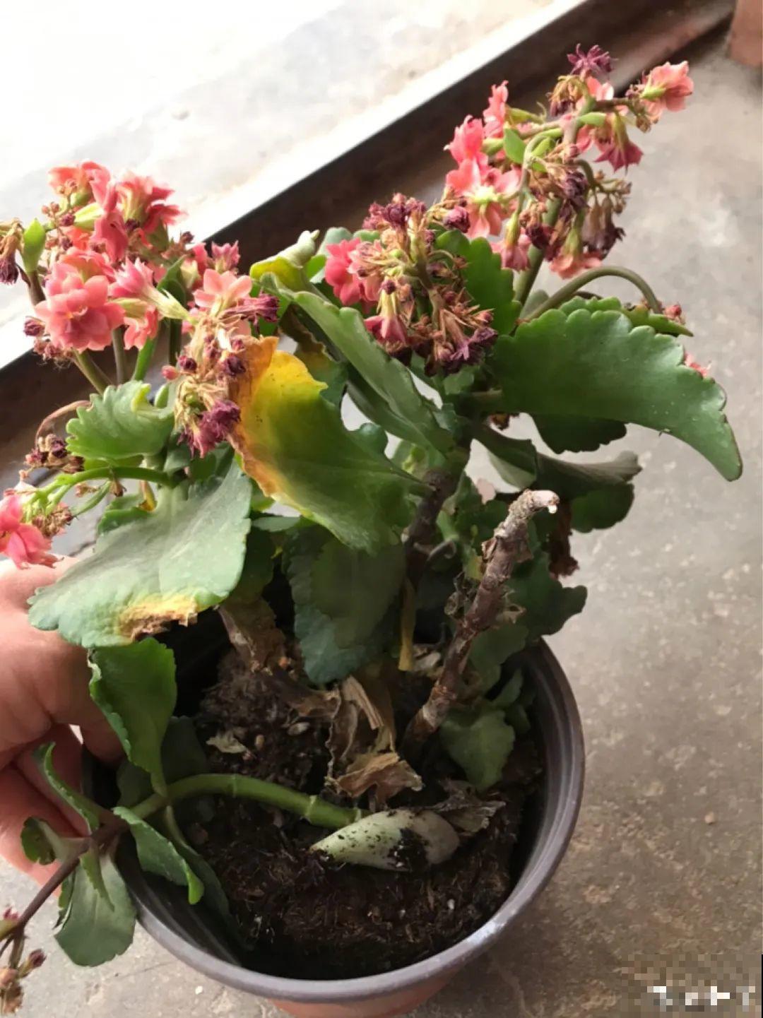 花一变这样，就是休眠了，赶紧换个地方养！