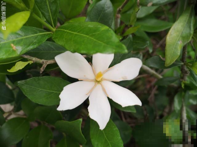 活的“香水花”，开一朵，家里香气飘飘！