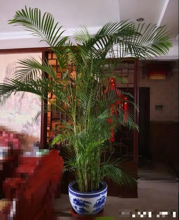 12种花,天越热越长得快,记得多浇水! 12种花,天越热越长得快,记得多浇水!