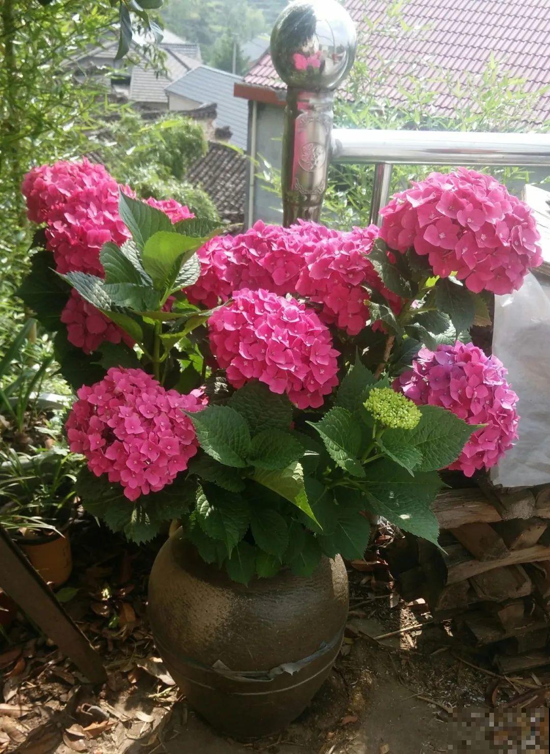 咸菜坛子先别丢,拿来养花,盆盆养成小树,太震撼 咸菜坛子先别丢,拿来养花,盆盆养成小树,太震撼