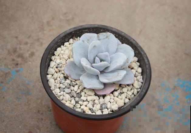 多肉半死不活不长个,可能是没有服盆,赶紧看看! 多肉半死不活不长个,可能是没有服盆,赶紧看看!