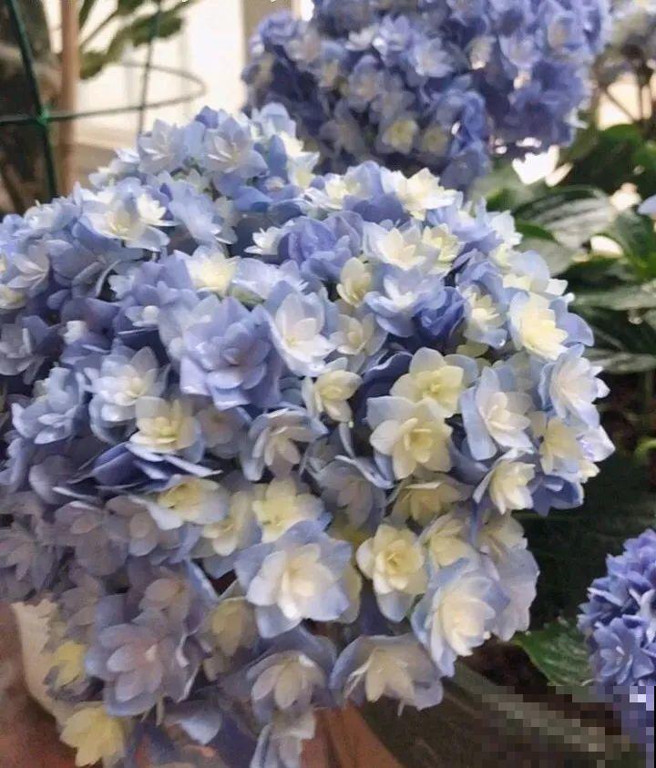 30种耐阴花，室内光照不佳，也能全年开花！