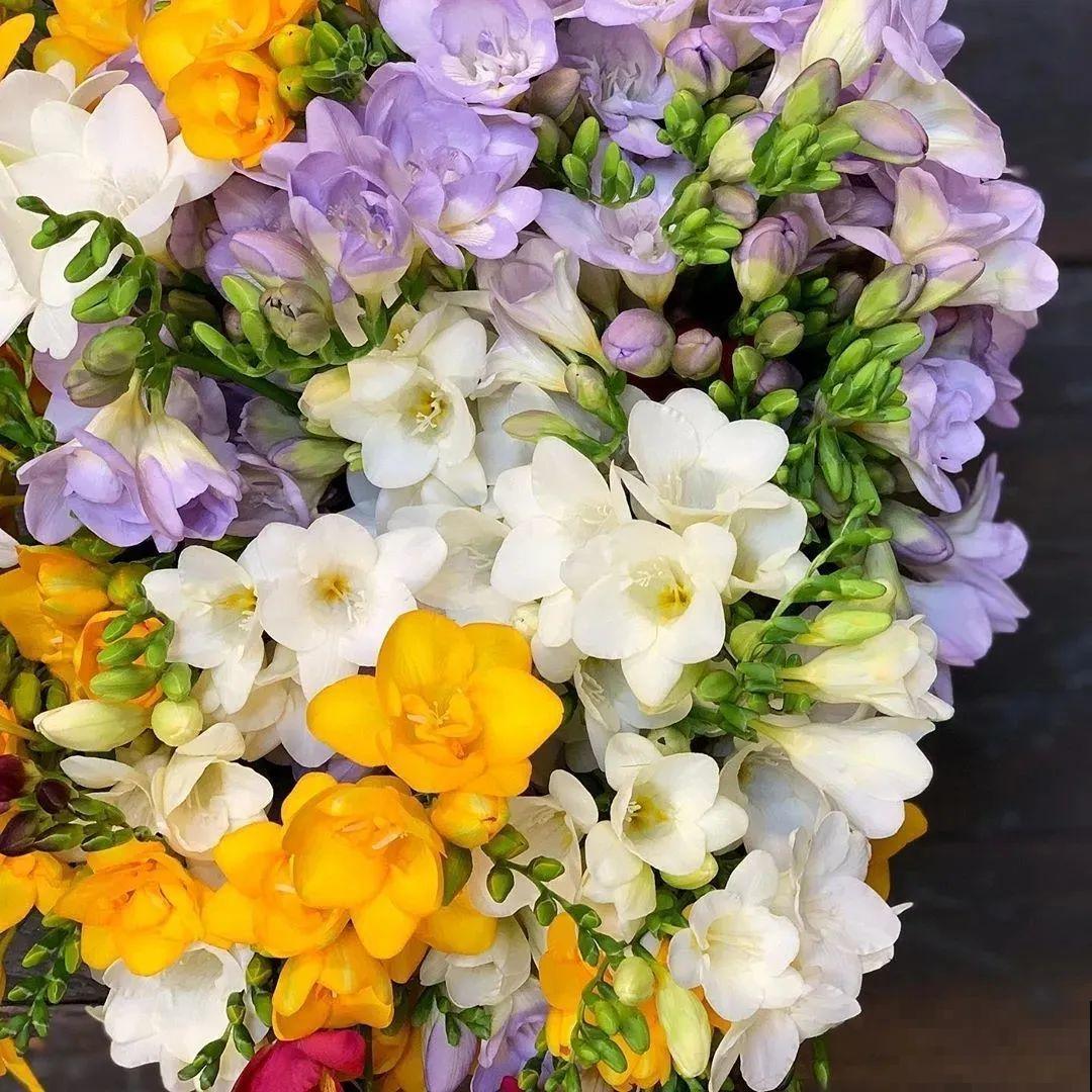 没开花之前像野草,开花之后美翻天,满屋子都是香味 没开花之前像野草,开花之后美翻天,满屋子都是香味