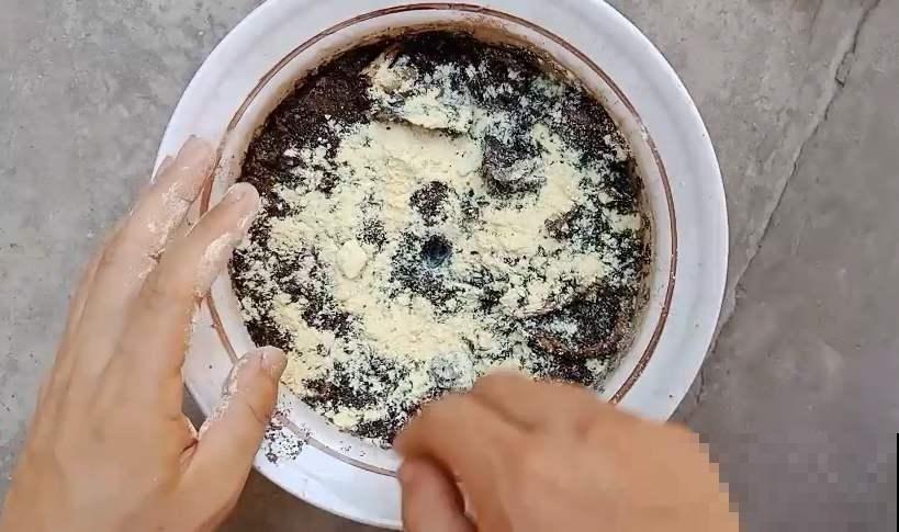 吃不完的玉米粉招虫了，赶紧做成好花肥，超强效果肉眼可见！