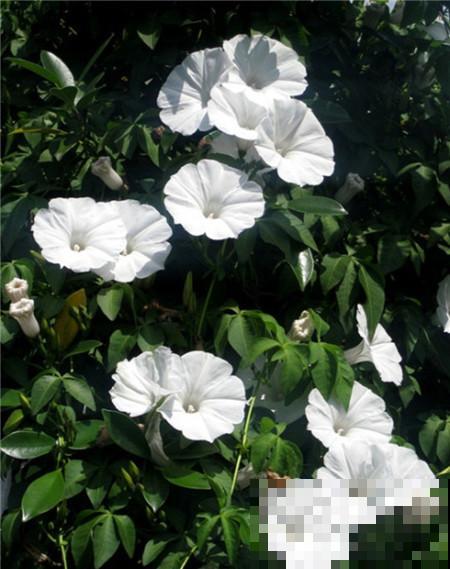 这几种花“爱睡觉”,一朵花只能开一天,早上开了晚上睡! 这几种花“爱睡觉”,一朵花只能开一天,早上开了晚上睡!