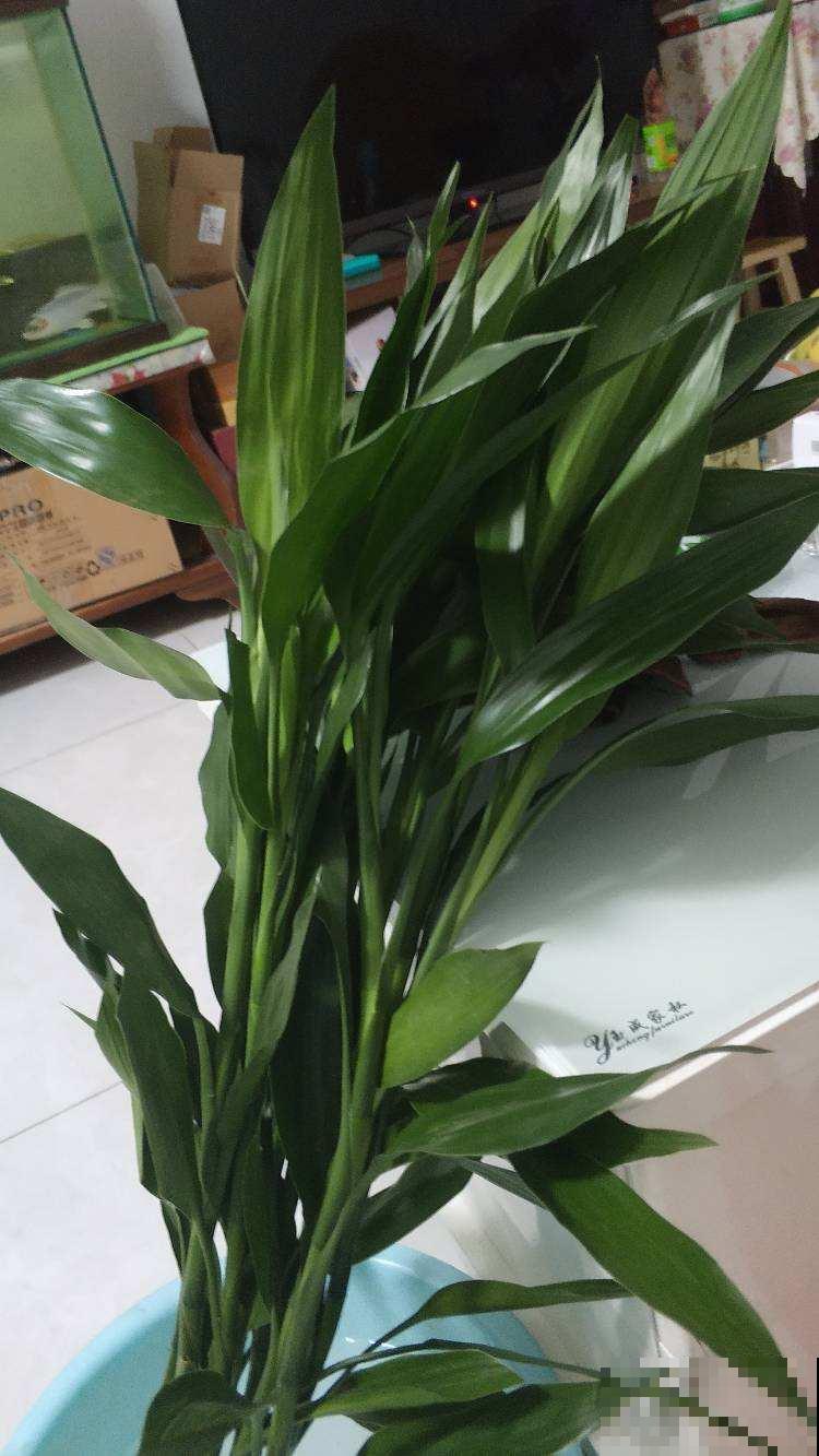 家庭养富贵竹，注意这6点，盆盆壮实叶子油绿