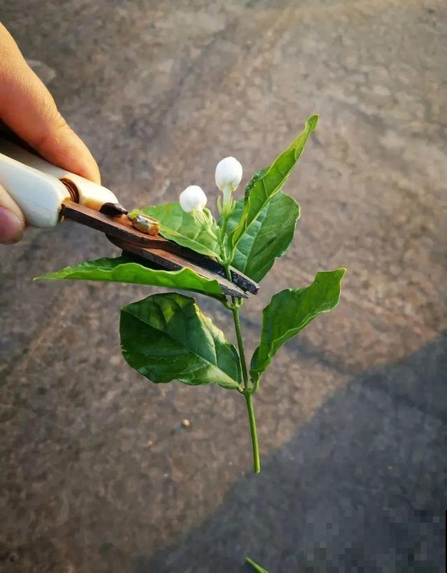 超耐晒的茉莉花,30℃高温照样开,满屋子都是香气! 超耐晒的茉莉花,30℃高温照样开,满屋子都是香气!