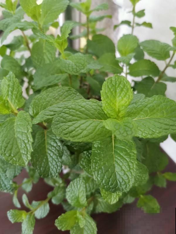 一个房间一盆花，清新驱蚊虫，夜夜睡得香